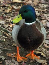 Aside From Fashion My Favorite Color Is The Color Of A Mallard S Head Pet Birds Pretty Birds Mallard Duck