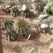 Hoy veremos ejemplos de hijuelos y cómo separar y trasplantar uno, para que podáis reproducir vuestros ejemplares. Gymnocalycium Cuidado Y Cultivo De Cactus Rojos En Casa