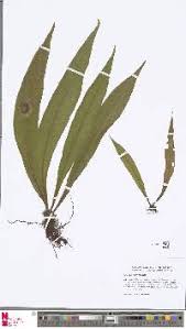 Image result for Loxogramme