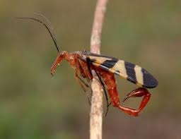 Black And White Wasp With Long Stinger Scorpion Fly Fun Animals Wiki Videos Pictures Stories Cool Insects Unique Animals Animals Beautiful