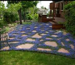 Perennial Groundcovers Ground Cover Plants Planting Flowers Outdoor Gardens
