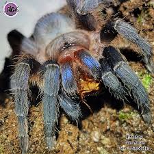 Image result for Fuirena bullifera