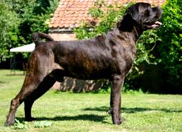 An overwhelming cane corso earrings, designed by amit eshel. File Viggo Ears N Tail Png Wikipedia