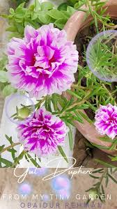 Image result for Triumfetta dekindtiana