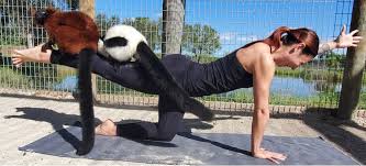 Catering options are available for events hosted at big cat habitat! Big Cat Habitat Hosts Lemur Yoga Fundraiser Remedyware