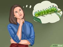Jul 30, 2018 · first, clean up the garden and try to eliminate slugs in hiding. How To Keep Caterpillars Out Of The Garden 9 Steps