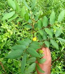 Image result for Senna occidentalis