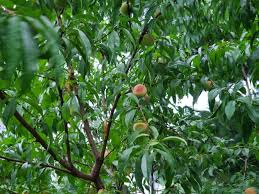 They should come off with a. How Fast Do Peach Trees Grow Plus Tips For Optimal Growth The Practical Planter
