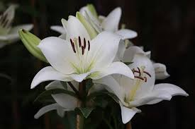 10067187 img 0929 copy stunning macro flower photography by award tiger lilies, calla lilies, wisteria, ranunculus and other mixed white and ivory flowers cascade in a long shape with an abundance of green and white. 27 Of The Best Lily Varieties Gardener S Path