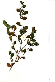 Image result for Suregada procera