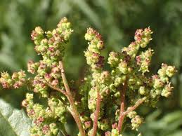 Image result for Chenopodiastrum murale