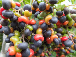 Image result for Apodytes dimidiata