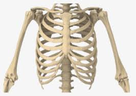 60+ vectors, stock photos & psd files. Bones Of The Body Rib Cage Transparent Background Hd Png Download Kindpng