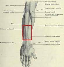 Tendons are a bit like white rubber bands. Pain Tightness In Forearm Tendonitis