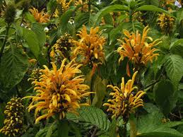 Image result for Justicia aurea