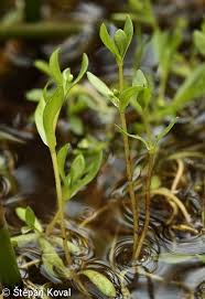 Image result for Montia fontana