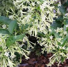 Maybe you would like to learn more about one of these? 20 Fragrant Night Blooming White Jasmine Seeds