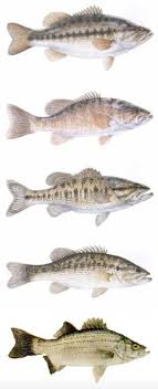 Lake Wylie Fish Id Chart Lake Wylie Marine Commission