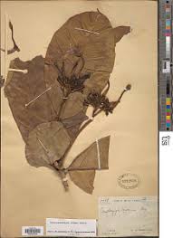 Image result for Voacanga chalotiana