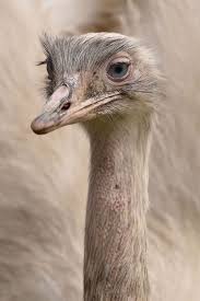 Bird That Looks Like An Ostrich Pin On Birds Other Winged Creatures