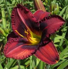 All orders ship for $5.95. Small Garden Daylily Combo 7 Different Varieties Mooiplaas Iris Daylilies