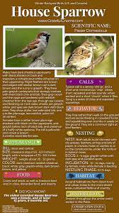 Winter Backyard Birds U S And Canada House Sparrow Backyard Birds Backyard Birds Sanctuary Backyard Birds Watching