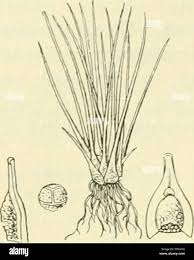 Image result for Isoetaceae