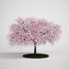 Tree With Pink Flower 3d Model C4d Download Pink Flowering Trees Flowers Model Tree