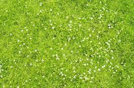 Image result for Sagina