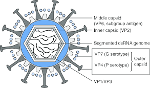 Название rotavirus предложено в 1974 г. Schematic Rotavirus Structure Adapted From The Lancet Cunliffe Et Download Scientific Diagram