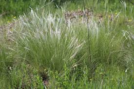 Image result for Dignathia gracilis