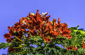 Image result for Delonix