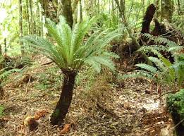Image result for Blechnum tabulare