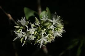 Image result for Cassinopsis tinifolia