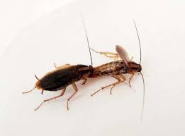 Cockroaches are usually faster than ants, so they tend to escape. Male Cockroaches That Have Frequent Sex Eat More Protein