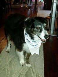 If you are looking for a food bank near you we can help you locate food pantries and food banks in your community. Snoqualmie Valley Pet Food Bank Home