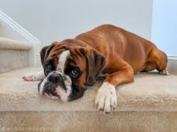 Videos tagged with chubby blonde amateur. Mcqueen Aka Mac The Boxer On Instagram You Shall Not Pass Unless You Have Treats Then You Can Go By Boxer Dogs Boxer Dog Gifts Boxer