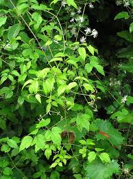 Maybe you would like to learn more about one of these? Clematis Virginiana Devil S Darning Needles Italian Clematis Old Man S Beard Virgin S Bower Woodbine North Carolina Extension Gardener Plant Toolbox