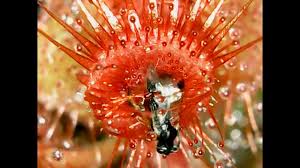 This single time lapse shows it. Drosera Burmannii Alchetron The Free Social Encyclopedia
