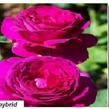 We established our setup in 1990 and have grown to become one of the largest fresh flowers, foliages & ornamental plants distribution companies in the middle east region continuing to evolve as the floral industry, its. Pdf A Study To Determine The Best Compound That Can Preserve Fresh Cut Roses For A Long Period Of Time Discovering Associations