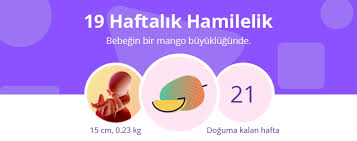 19 haftalik gebelik hafta hafta hamilelik anneysen