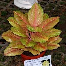 28 Gambar Bunga Aglaonema Merah Tanaman Aglaonema Bidadari Download Asal Usul Tanaman Hias Aglaonema Merawatbunga C Tanaman Tanaman Hias Daun Taman Tropis