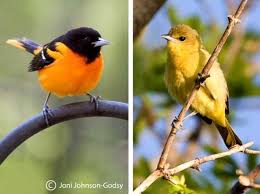 Birds That Look Like Baltimore Orioles Baltimore Oriole Male Female 5 1 12 Backyard Birds Beautiful Birds Bird Watcher