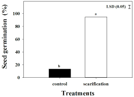 Image result for Moorochloa eruciformis