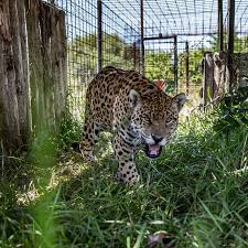 In 2001, a male jaguar killed and partially consumed two cubs in emas national park. Fixing The Damage We Ve Done Rewilding Jaguars In Argentina The New York Times