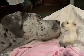 Click the small x to the right of a group's name and shelter # to report to act as a shepherd for saint bernard dogs and puppies that are without suitabie caretakers and are in need of heip. Great Dane And Tiny Chihuahua Form Unlikely Friendship At Animal Rescue Centre Express Digest