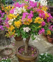50 Particle Bag Mix Color Bougainvillea Balcony Pot Yard Flower Plant Immensely Showy Flower Pots Bonsai Flower Planting Flowers