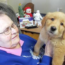 The cutest face, the beautiful, big build and the bright, gorgeous coat, make the golden retriever one of the most popular of the bigger breeds. Golden Retriever Puppy Joins South Dakota Nursing Home People Com
