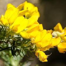 Image result for Adenocarpus