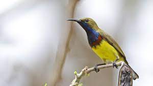 Burung srigunting merupakan burung yang terkenal dengan suara kicauan yang bagus dan warnanya yang indah. Mengenal Burung Sotong Burung Murah Dengan Tembakan Mematikan Pamankicau